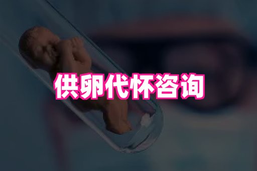 swisee孕网 3